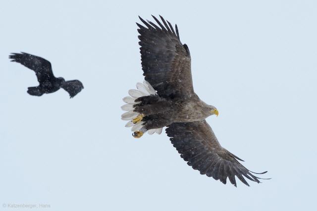 Seeadler